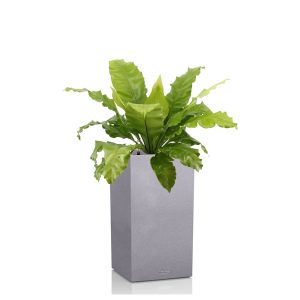 Асплениум + Lechuza Canto