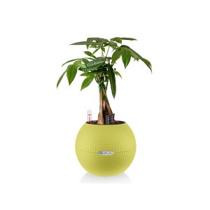 Пахира + Lechuza Puro