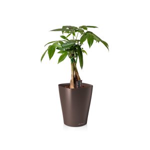 Пахира + Lechuza Deltini