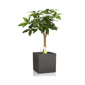 Пахира + Lechuza Canto