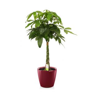 Пахира + Lechuza Classico