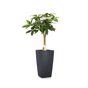 Пахира + Lechuza Cubico