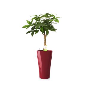 Пахира + Lechuza Delta