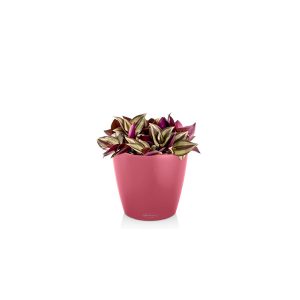 Традесканция Зебрина + Lechuza Classico 18