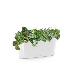 Сциндапсус Пиктус + Lechuza Delta 20