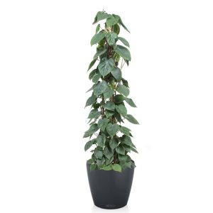 Филодендрон на опоре + Lechuza Classico 43