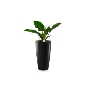 Филодендрон Империал Грин + Lechuza Rondo