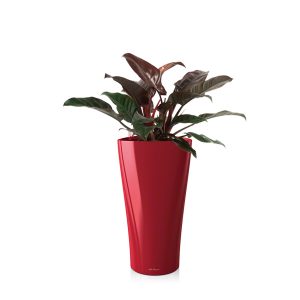 Филодендрон Империал Ред + Lechuza Delta