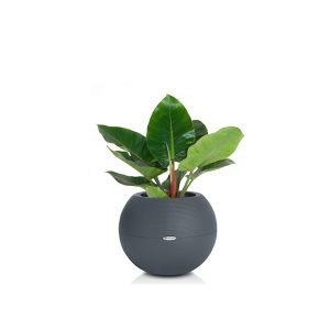 Филодендрон Империал Грин + Lechuza Puro big