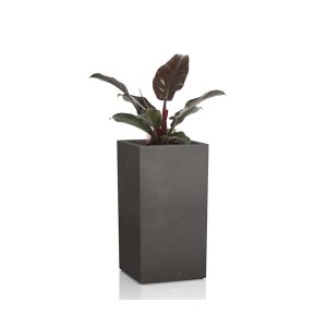 Филодендрон Империал Ред + Lechuza Canto