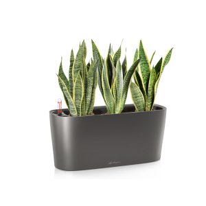 Сансевиерия Лауренти + Lechuza Delta 20