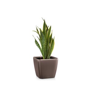 Сансевиерия Лауренти + Lechuza Quadro 21