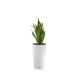 Сансевиерия Лауренти + Lechuza Cilindro