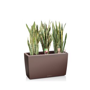 Сансевиерия Лауренти + Lechuza Cararo