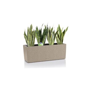 Сансевиерии микс + Lechuza Balconera