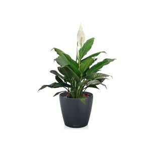 Спатифиллум + Lechuza Classico 18