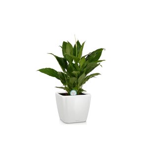 Спатифиллум + Lechuza Quadro 21