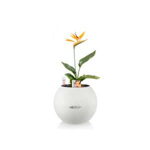 Стрелиция + Lechuza Puro