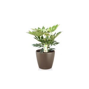 Фатсия + Lechuza Classico 28