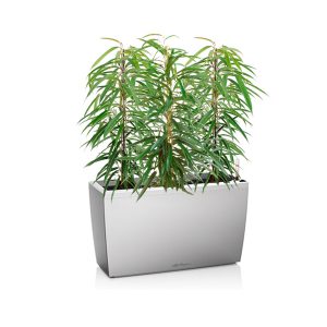 Фикусы Али + Lechuza Cararo