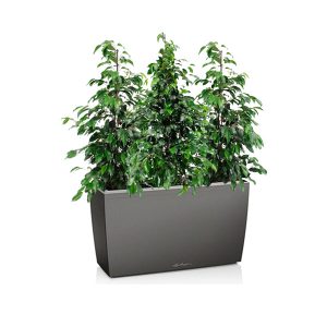 Фикусы Бенджамина + Lechuza Cararo