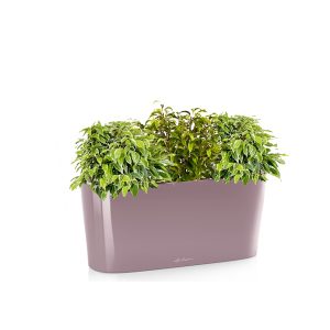 Фикусы + Lechuza Delta