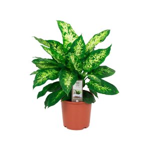 Диффенбахия Компакта