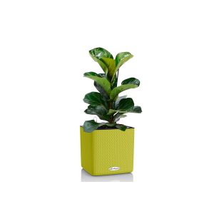 Фикус Лирата + Lechuza Cube color