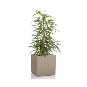 Фикус Али + Lechuza Canto