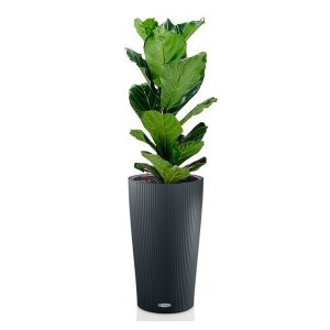 Фикус Лирата + Lechuza Cilindro