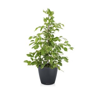 Фикус Бенджамина Голден кинг + Lechuza Classico 28