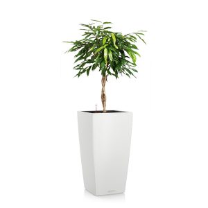 Фикус Амстел Кинг + Lechuza Cubico 40