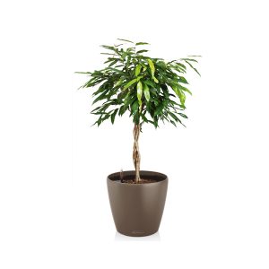 Фикус Амстел Кинг + Lechuza Classico 43