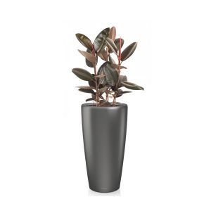 Фикус Эластика + Lechuza Rondo 40