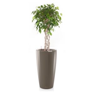 Фикус Бенджамина Экзотика цилиндр + Lechuza Rondo 40