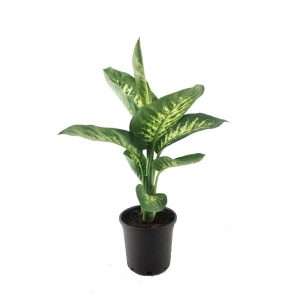 Диффенбахия Тропик Сноу