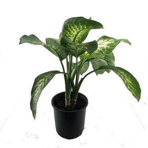Фикус Моклейм 120см