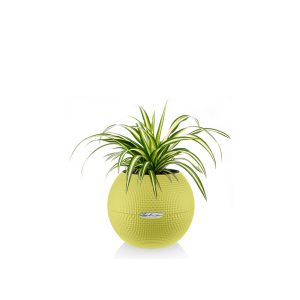 Хлорофитум + Lechuza Puro