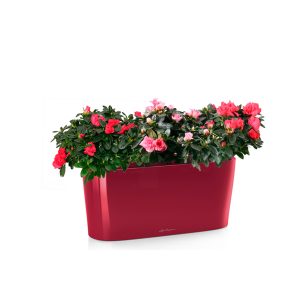 Азалии + Lechuza Delta