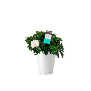 Гардения + Lechuza Deltini