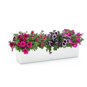 Петунии в кашпо с автополивом для балконов Lechuza Balconera