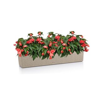 Бегония ампельная + Lechuza Balconera