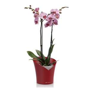 Орхидея фаленопсис + Lechuza Orchidea