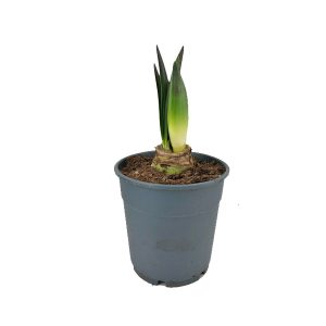 Гиппеаструм