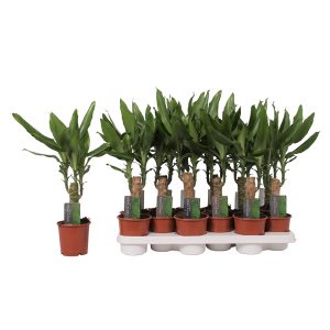 Драцена фрагранс Стеуднери