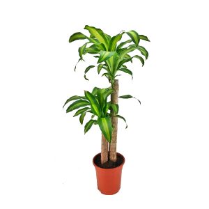 Драцена фрагранс Массанжеана