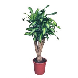 Драцена фрагранс Массанжеана разветвленная