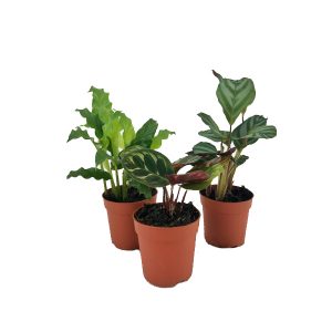 Мини-калатея микс