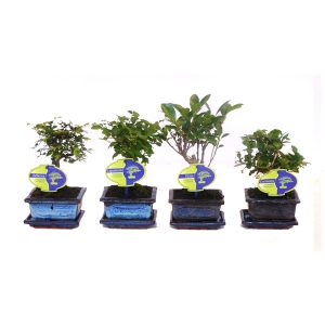 Бонсай микс