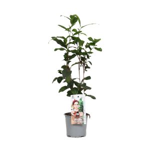 Камелия японская